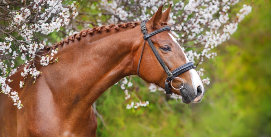 clanek 12 - kone priprava 3